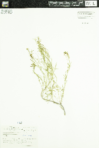 Sisymbrium altissimum image