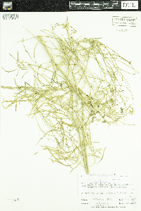 Sisymbrium altissimum image