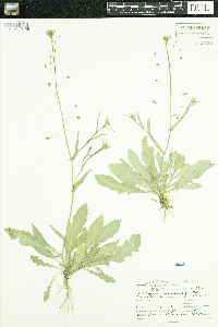 Capsella bursa-pastoris image