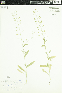 Capsella bursa-pastoris image