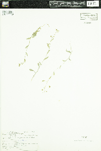 Capsella bursa-pastoris image