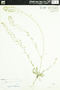 Capsella bursa-pastoris image
