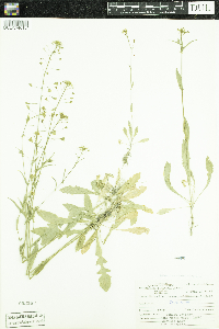 Capsella bursa-pastoris image