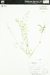 Capsella bursa-pastoris image