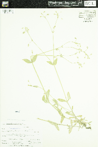 Cerastium vulgatum image