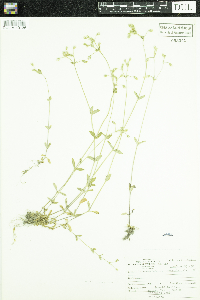 Cerastium vulgatum image