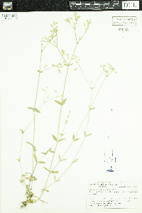 Cerastium vulgatum image