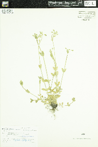 Cerastium vulgatum image