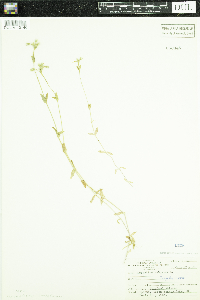 Cerastium vulgatum image
