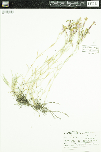 Dianthus plumarius image