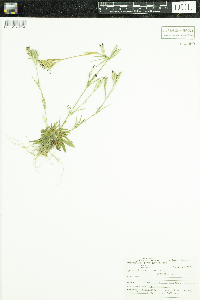 Dianthus armeria image