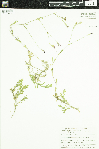 Dianthus deltoides image