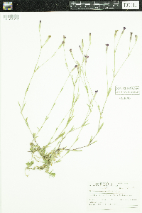 Dianthus deltoides image