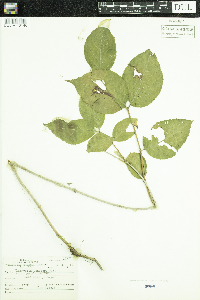 Diervilla lonicera image