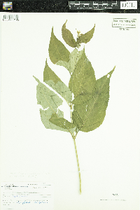 Diervilla lonicera image