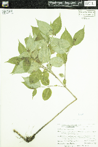 Thumbnail image of current specimen