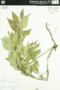 Diervilla lonicera image