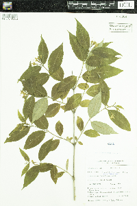 Diervilla lonicera image