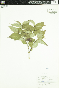 Diervilla lonicera image