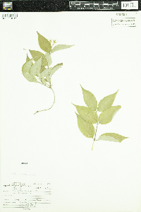 Diervilla lonicera image
