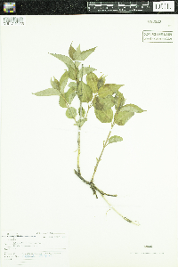 Diervilla lonicera image