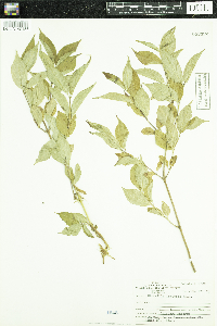 Diervilla lonicera image