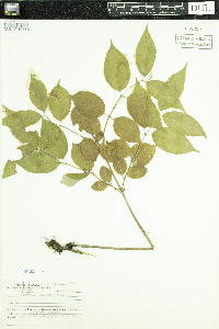 Diervilla lonicera image