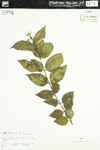 Diervilla lonicera image