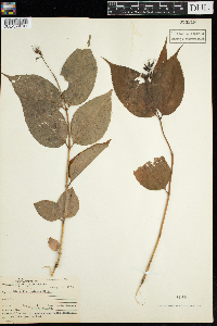 Diervilla lonicera image