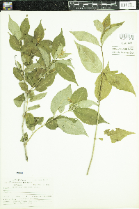 Diervilla lonicera image