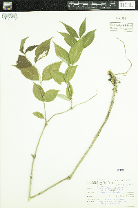 Diervilla lonicera image