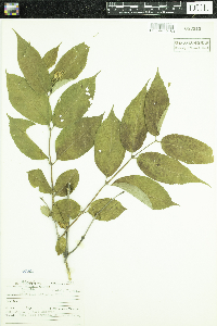 thumbnail image of current specimen