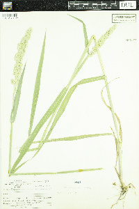 Phalaris arundinacea image