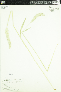 Phalaris arundinacea image