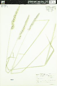 Phalaris arundinacea image