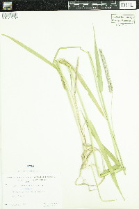 Phalaris arundinacea image
