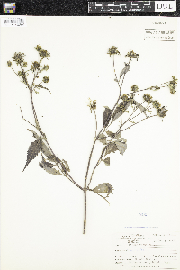 Bidens frondosa image
