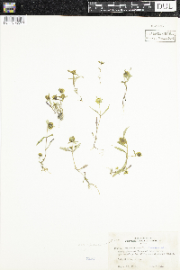 Bidens cernua image