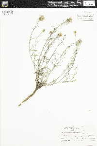 Centaurea stoebe image
