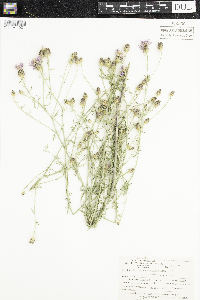 Centaurea stoebe image