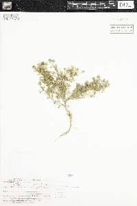 thumbnail image of current specimen