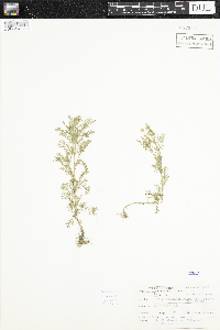 thumbnail image of current specimen