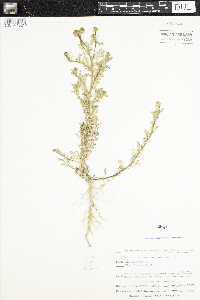 Thumbnail image of current specimen