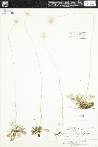 Antennaria neglecta image