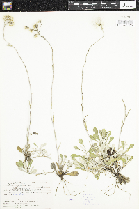 Antennaria neglecta image