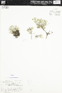 Antennaria neglecta image