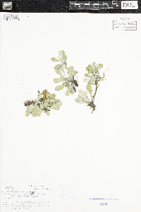 Antennaria neglecta image