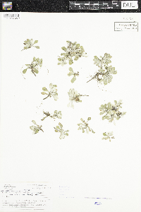 Antennaria neglecta image