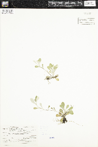 Antennaria neglecta image