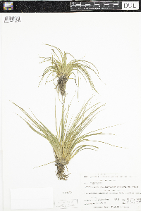 Isoetes echinospora image